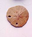 sand dollar fossil